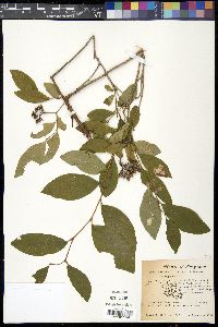 Lyonia mariana image