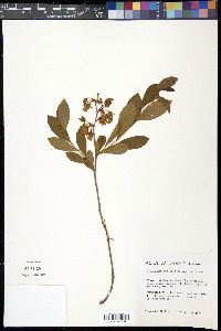 Lyonia mariana image