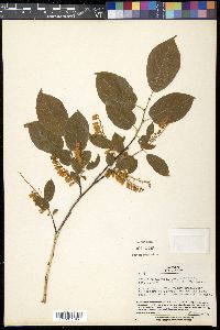 Lyonia ovalifolia var. elliptica image