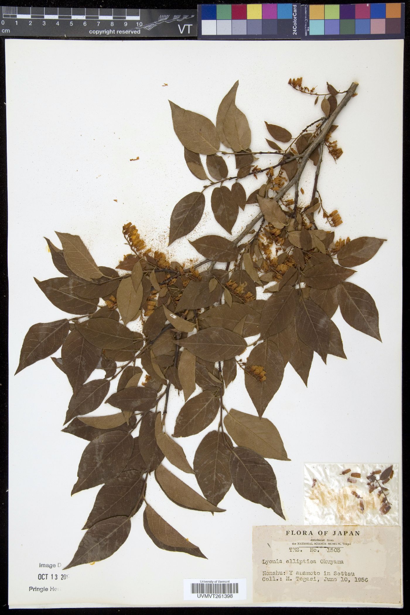 Lyonia elliptica image