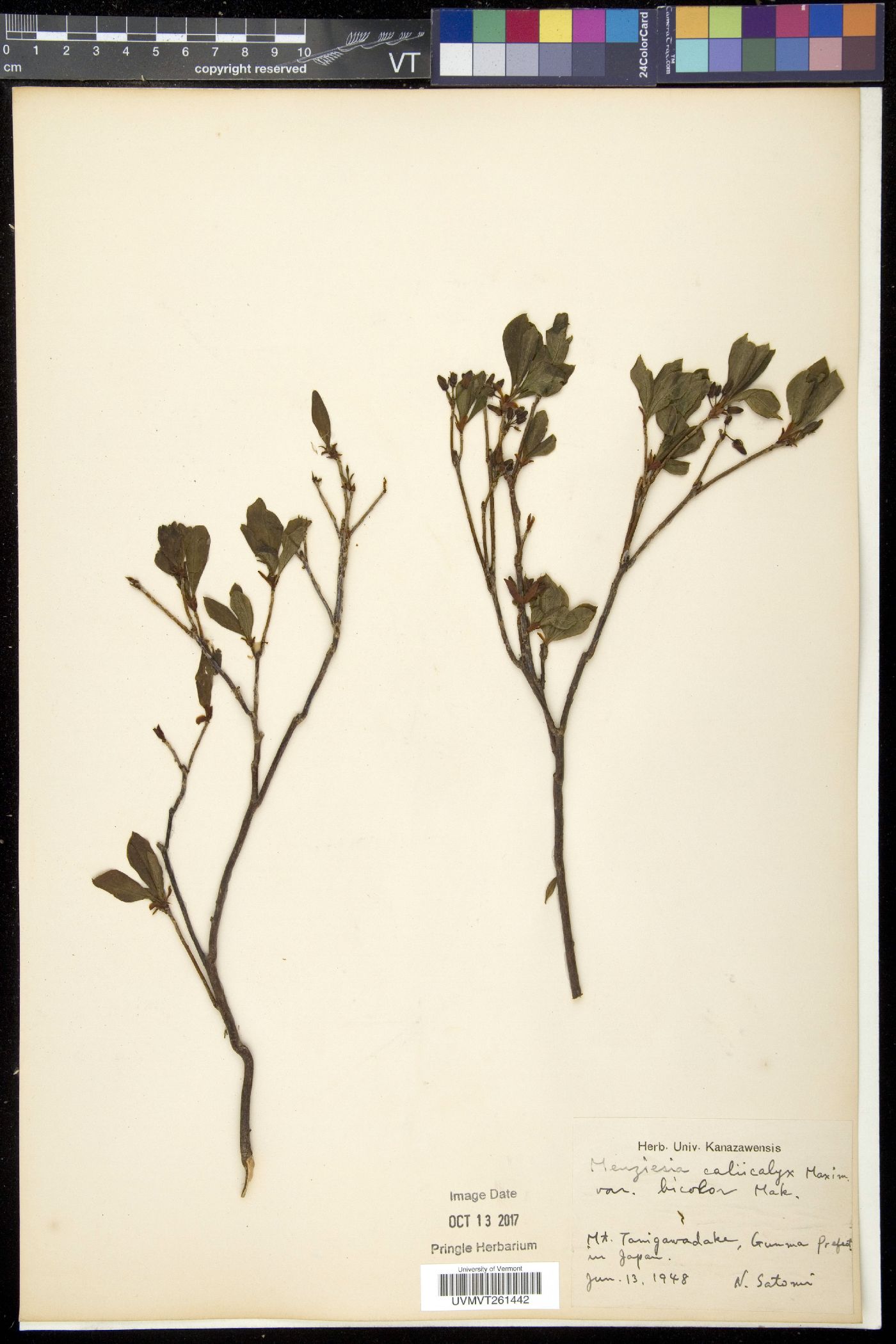 Rhododendron multiflorum image