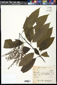 Oxydendrum arboreum image