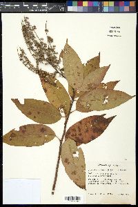 Oxydendrum arboreum image