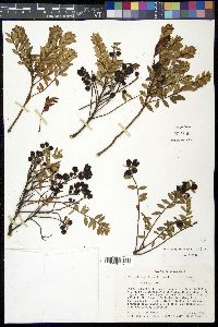 Pernettya prostrata image