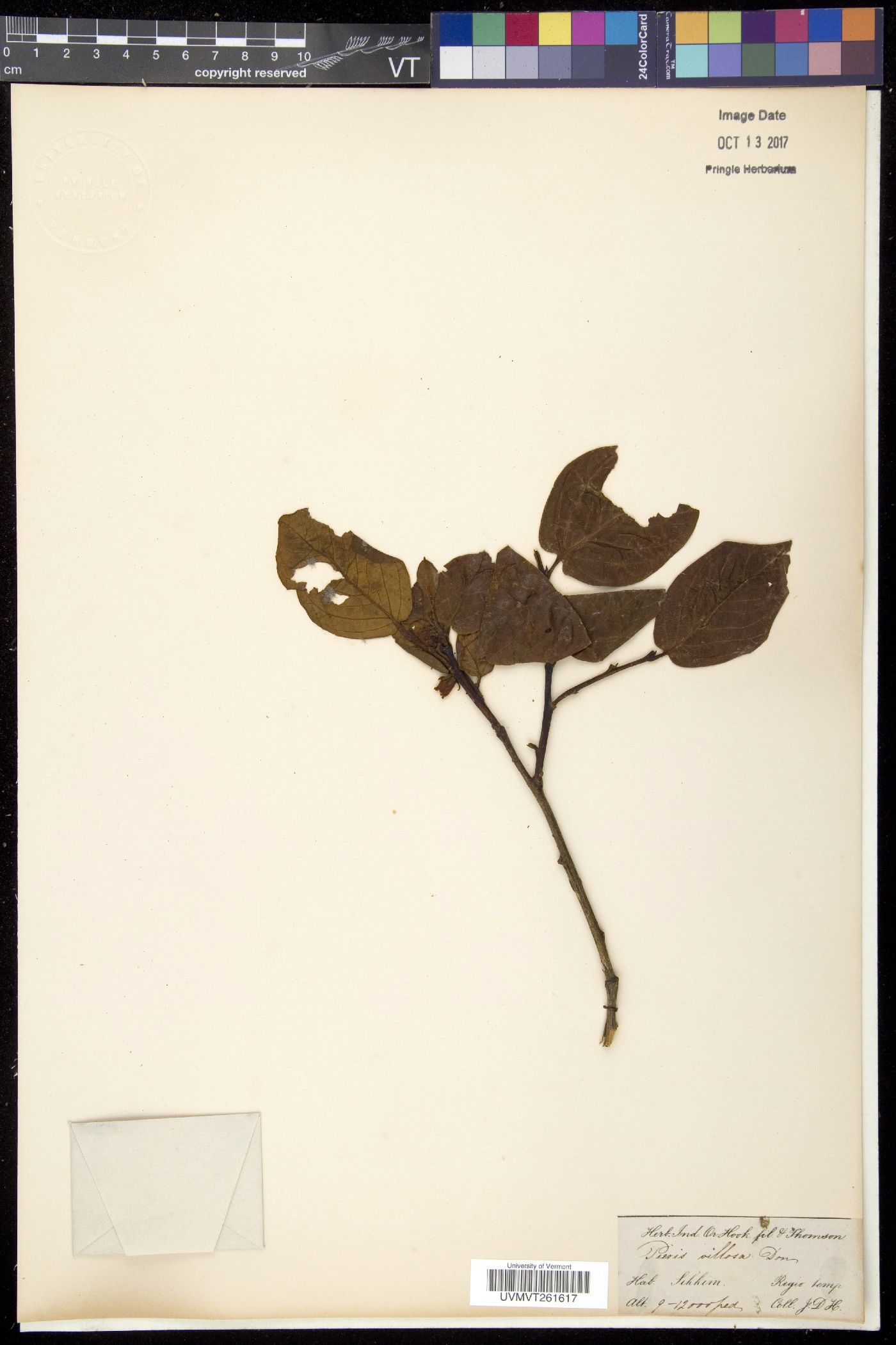 Lyonia villosa image