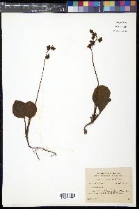 Pyrola japonica image