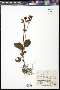 Pyrola japonica image