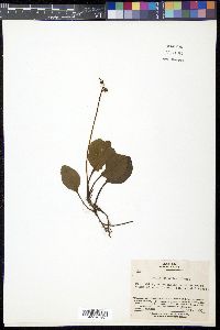 Pyrola japonica image