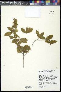 Rhododendron alabamense image