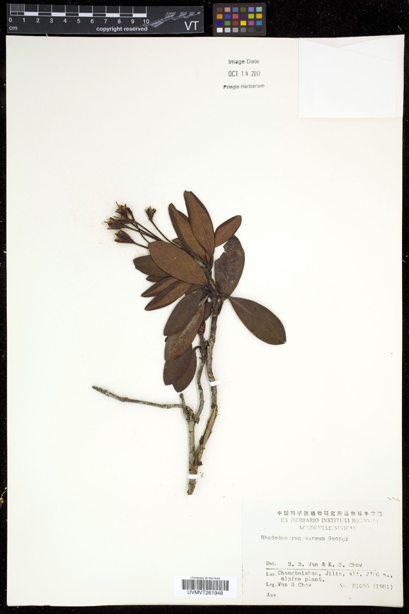 Rhododendron aureum image