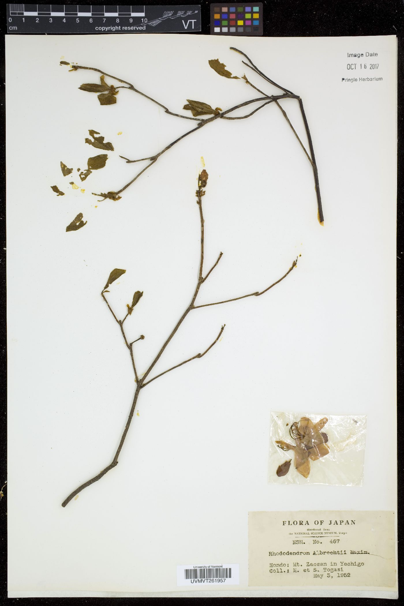 Rhododendron albrechtii image