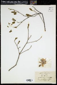 Rhododendron albrechtii image