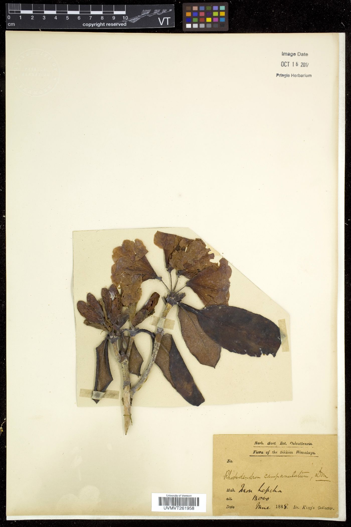 Rhododendron campanulatum image