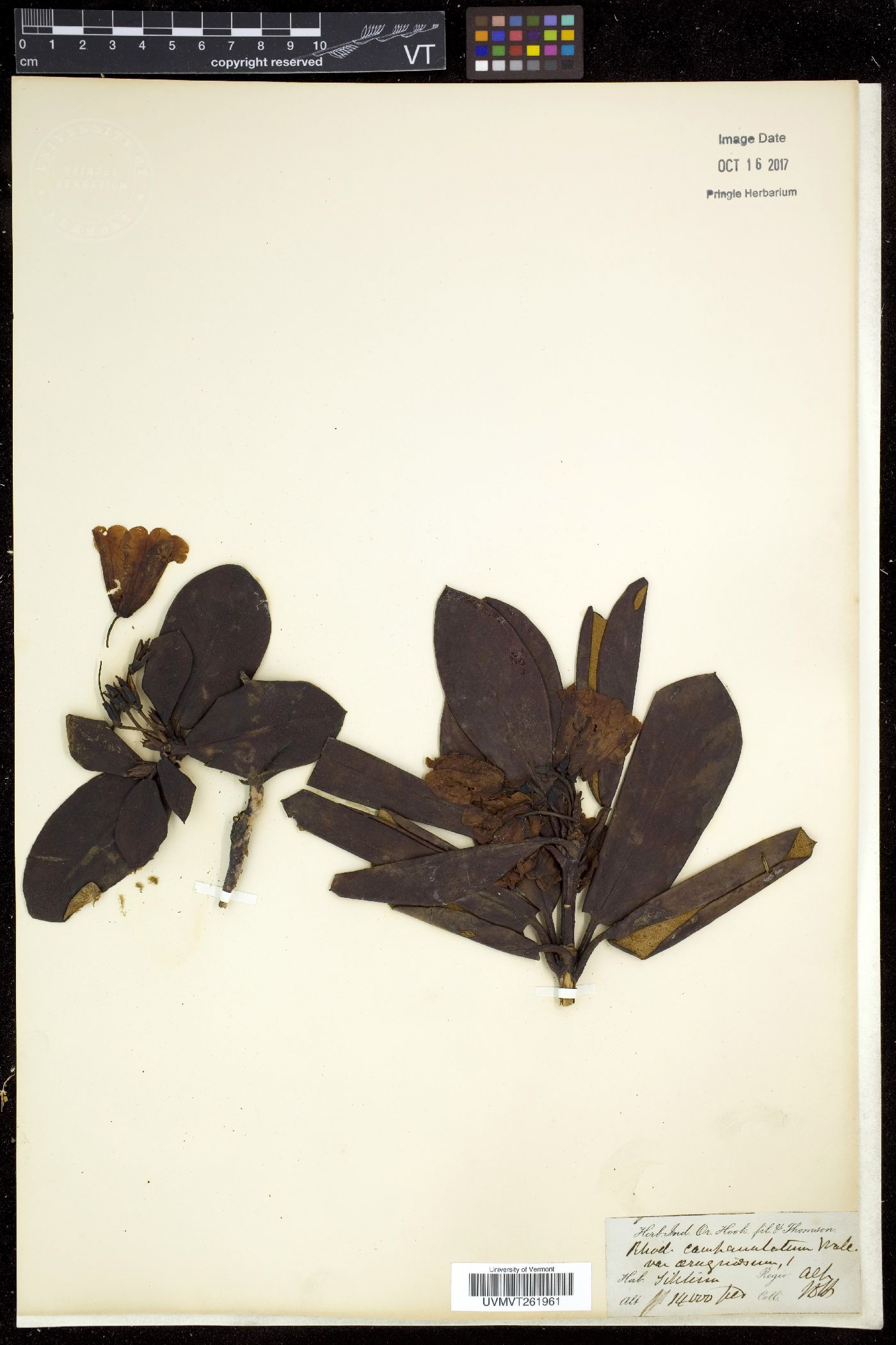 Rhododendron campanulatum image