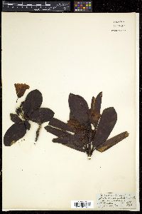 Rhododendron campanulatum image