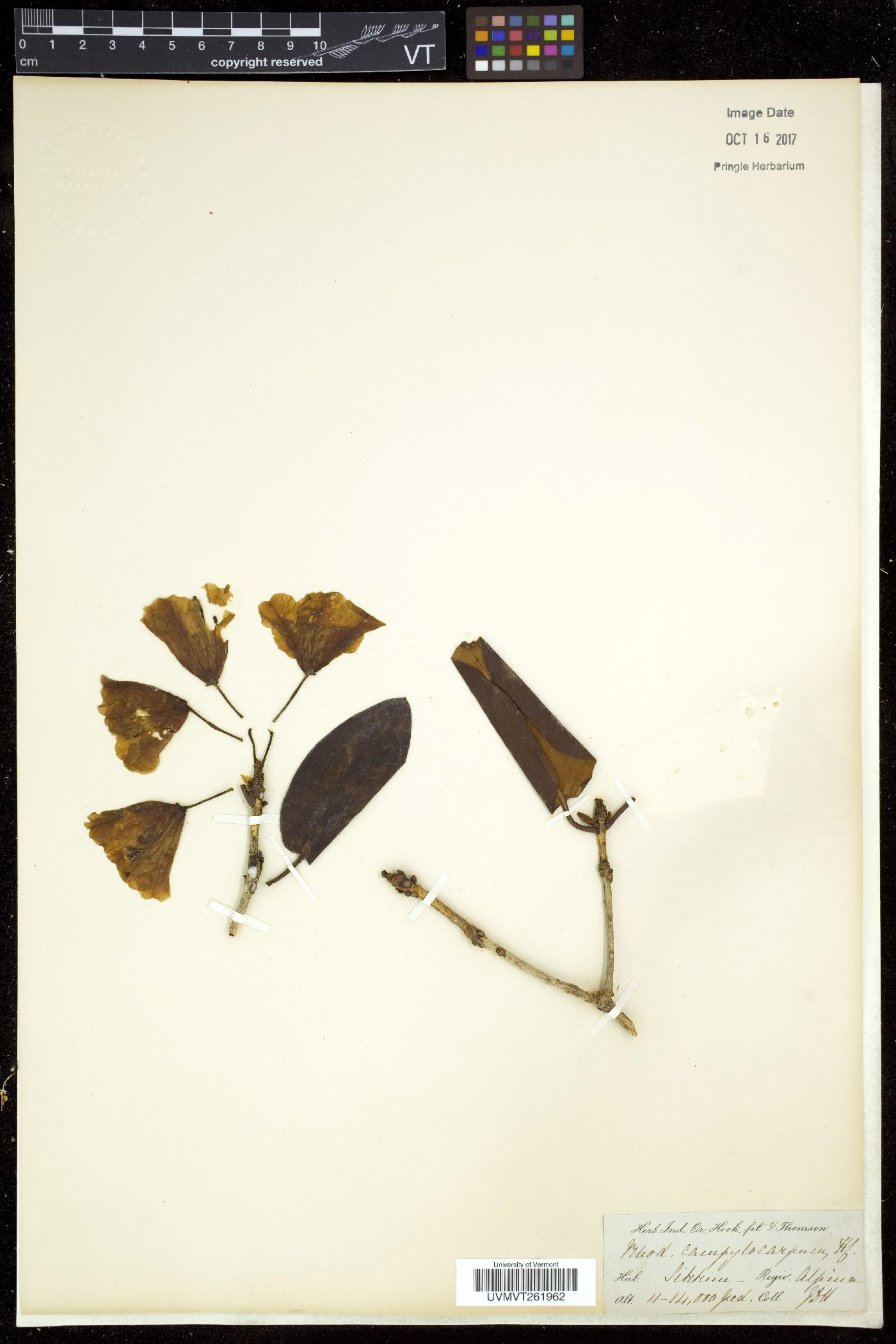 Rhododendron campylocarpum image