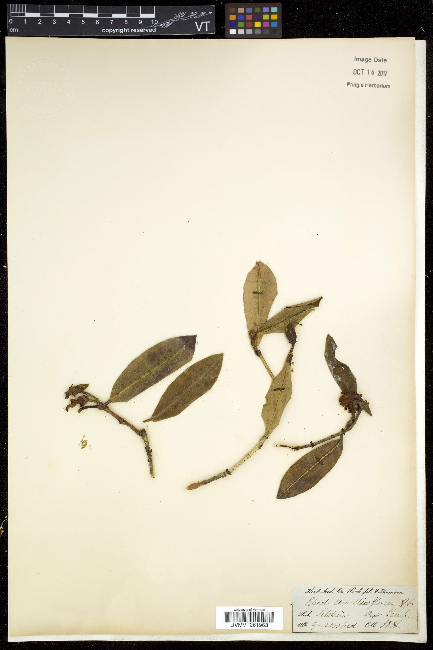 Rhododendron camelliiflorum image