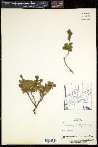 Rhododendron camtschaticum image