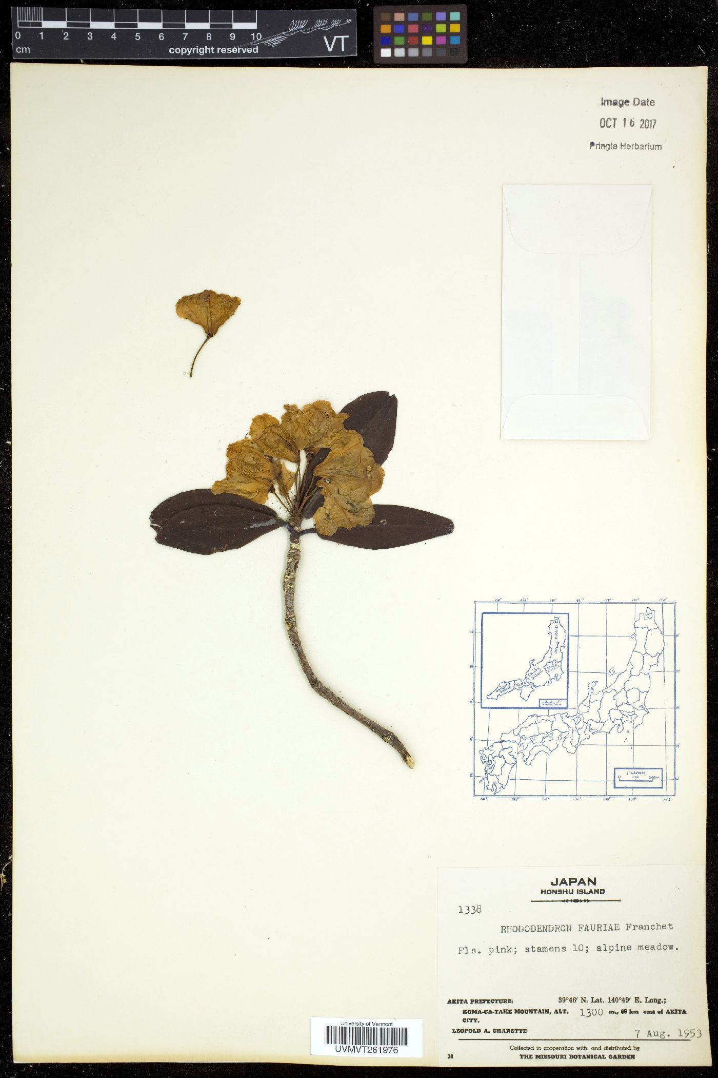 Rhododendron brachycarpum subsp. fauriei image