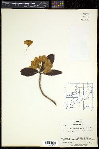 Rhododendron brachycarpum image