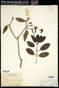 Rhododendron cinnabarinum image