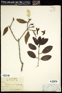 Image of Rhododendron cinnabarinum