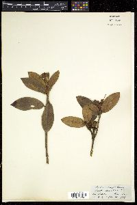 Rhododendron ciliatum image