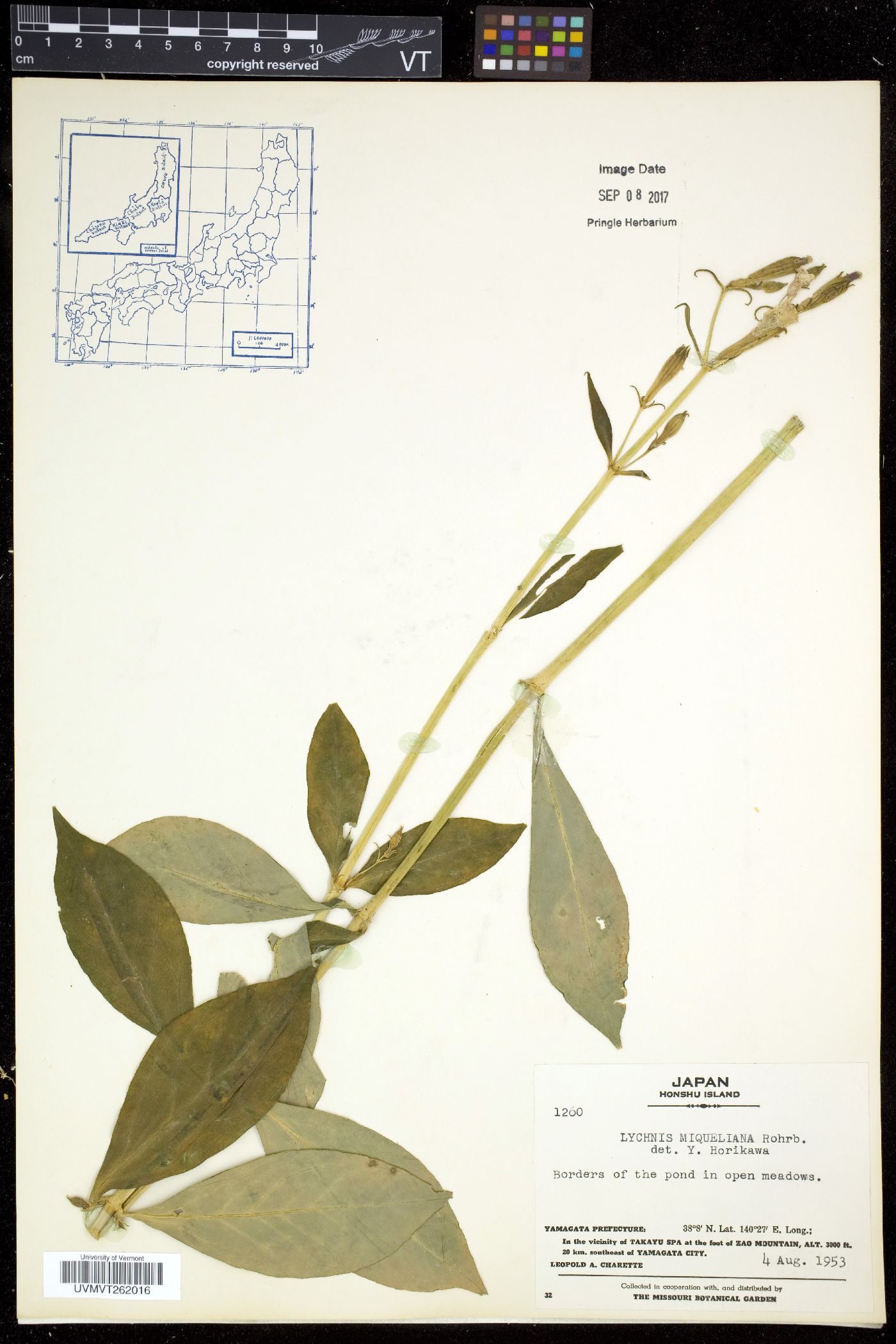 Silene miqueliana image