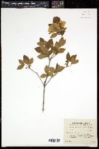 Rhododendron kaempferi image