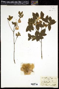 Rhododendron kaempferi image