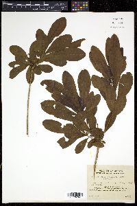 Rhododendron japonicum image