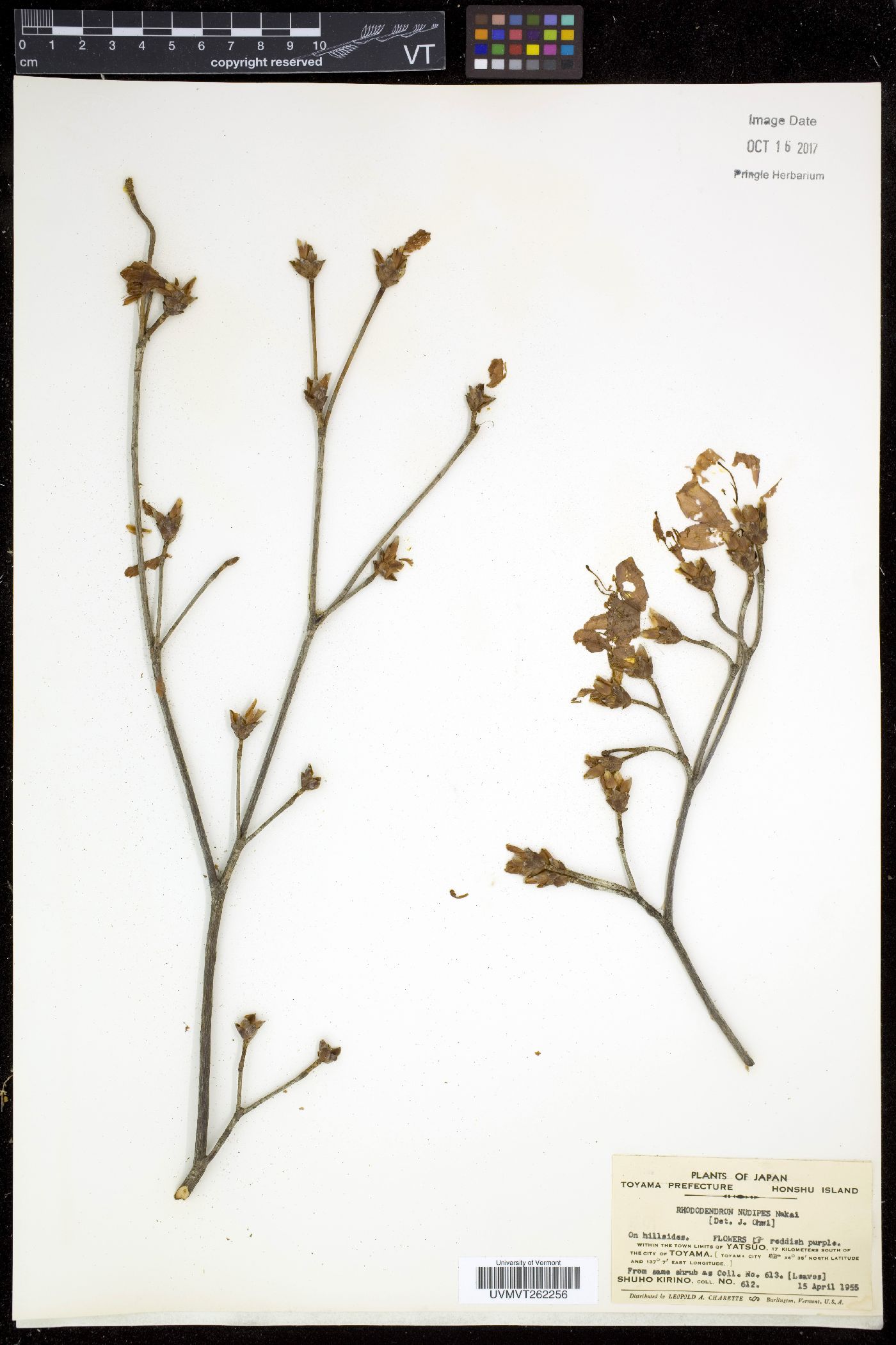 Rhododendron nudipes image