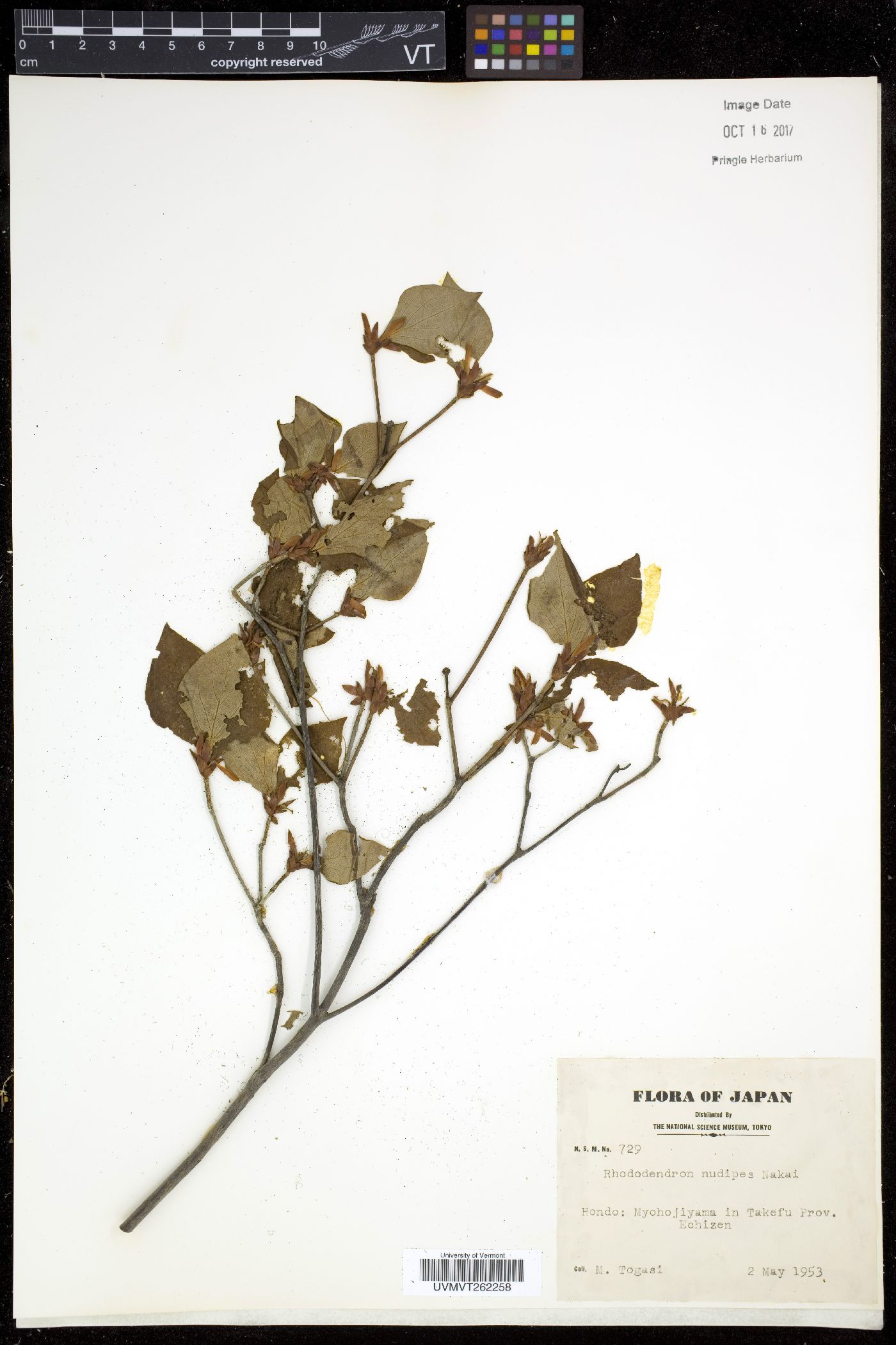 Rhododendron nudipes image
