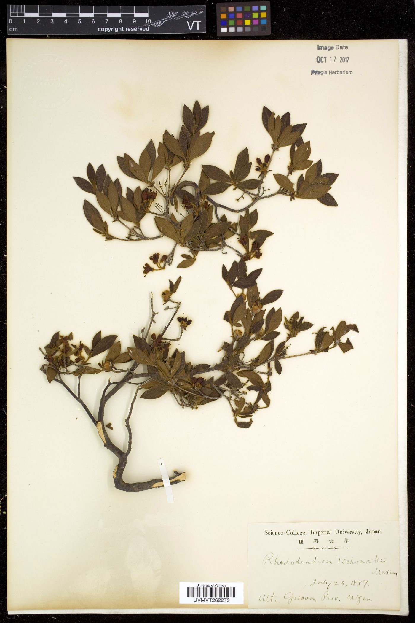Rhododendron tschonoskii image