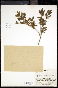 Rhododendron tschonoskii image