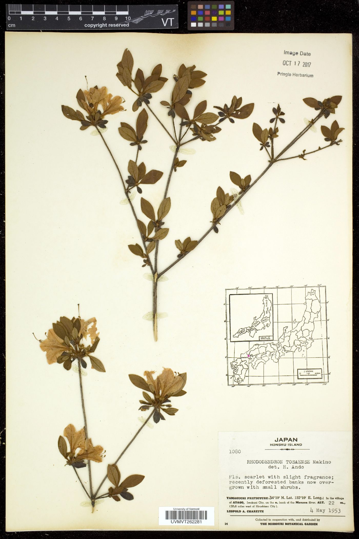 Rhododendron tosaense image