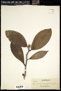 Rhododendron javanicum image