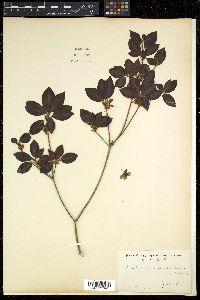 Rhododendron semibarbatum image
