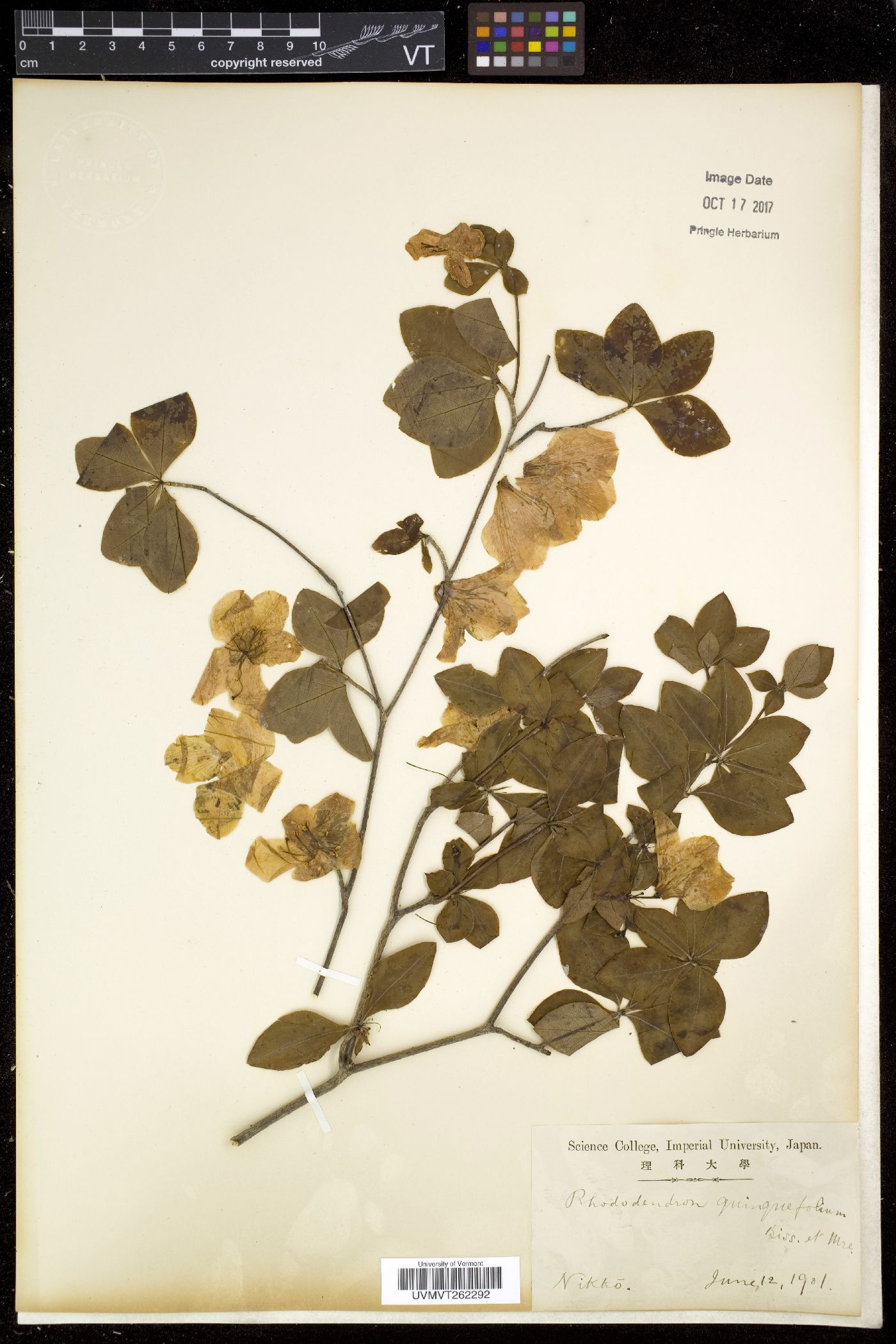 Rhododendron quinquefolium image