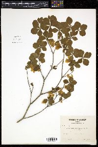 Rhododendron quinquefolium image