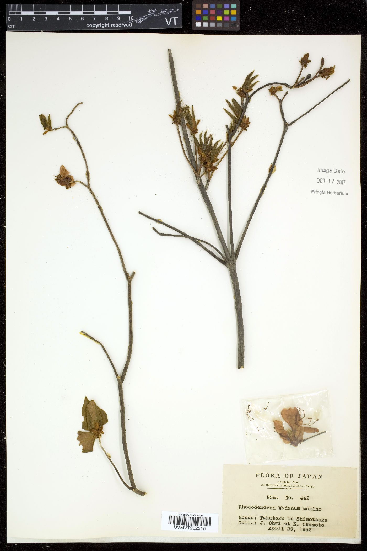 Rhododendron wadanum image