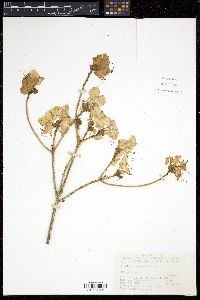 Rhododendron mucronulatum image