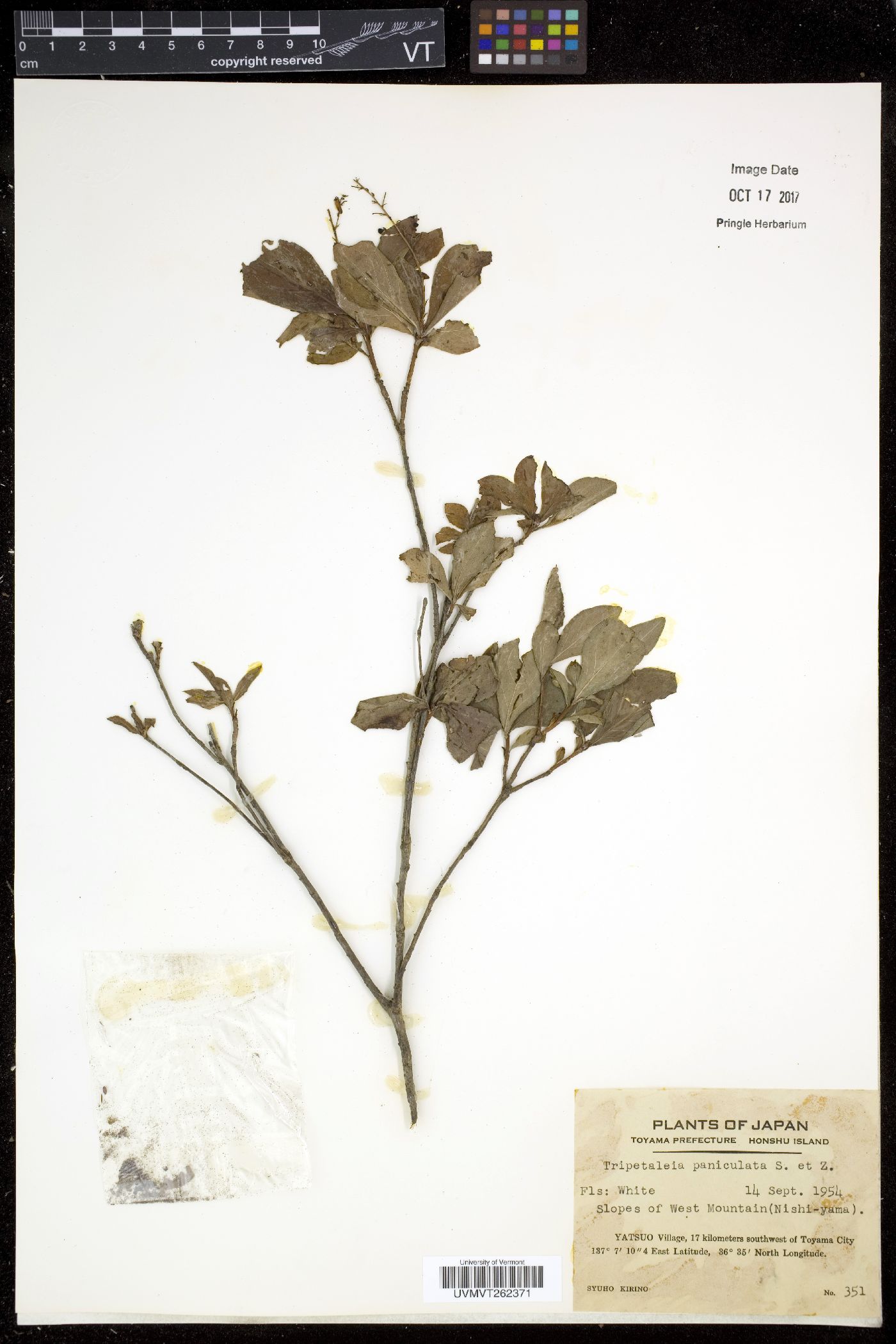 Elliottia paniculata image