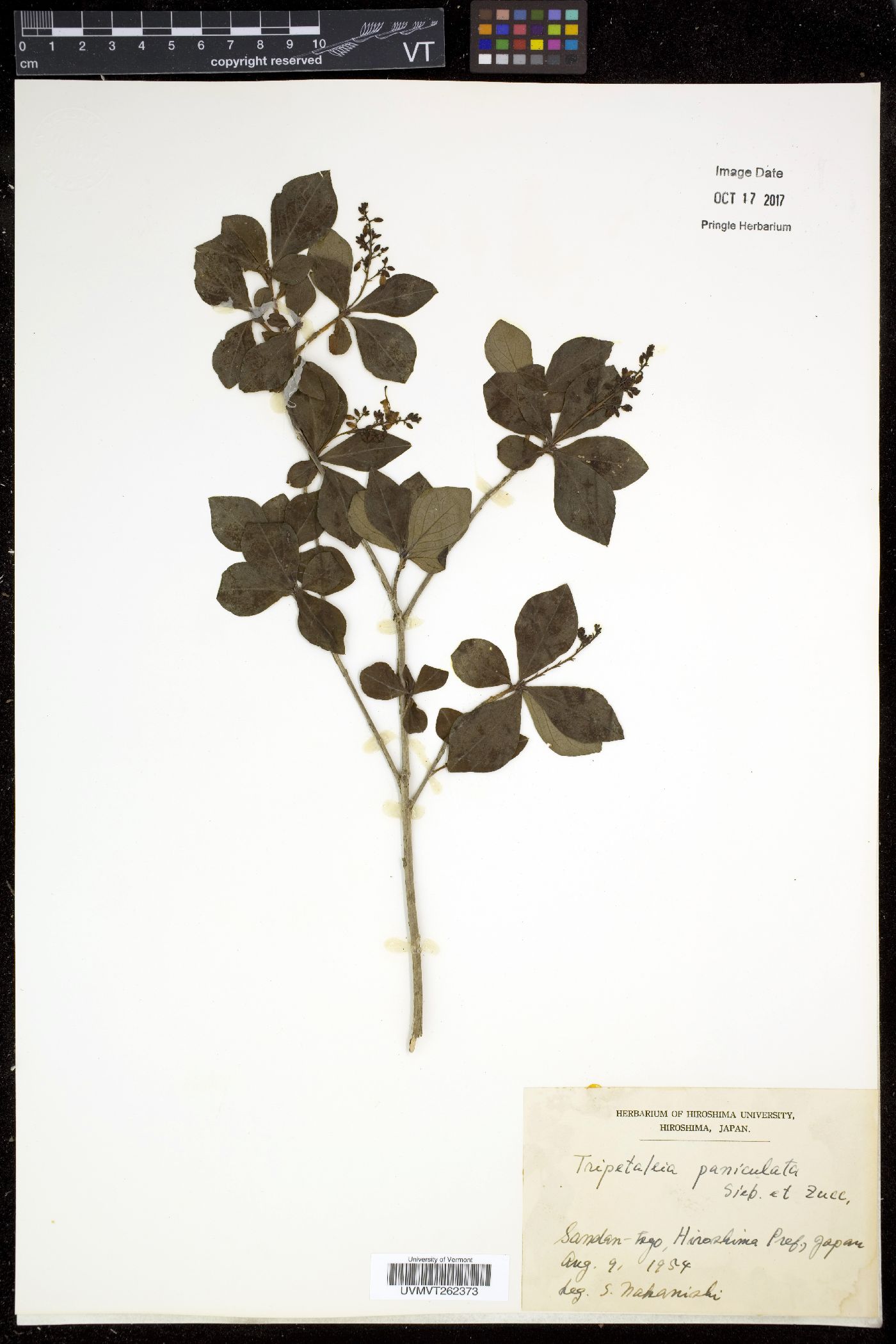 Elliottia paniculata image