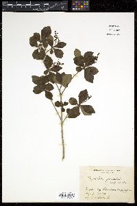 Elliottia paniculata image