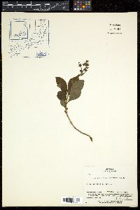 Elliottia bracteata image