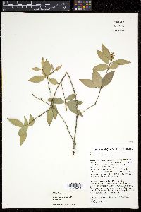 Trochocarpa laurina image