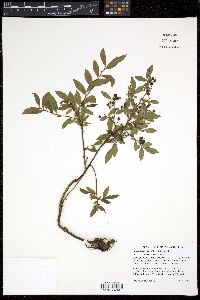 Vaccinium angustifolium image