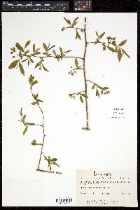 Vaccinium atrococcum image