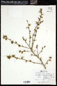 Vaccinium atrococcum image